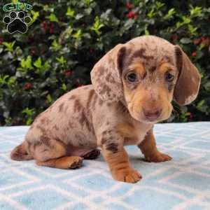 Quinnley, Dachshund Puppy