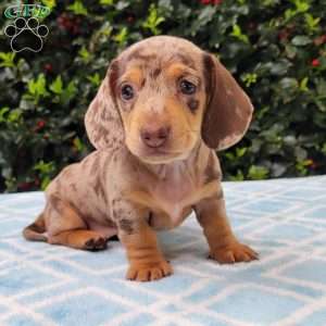 Quinnley, Dachshund Puppy