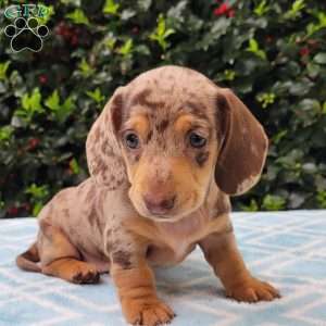 Quinnley, Dachshund Puppy