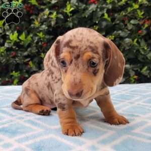 Quinnley, Dachshund Puppy