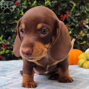 Quentin, Dachshund Puppy