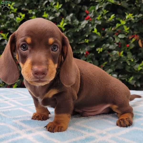 Quentin, Dachshund Puppy