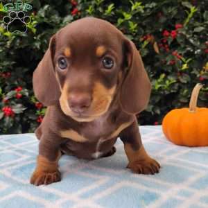 Quentin, Dachshund Puppy