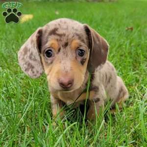 Quinnley, Dachshund Puppy