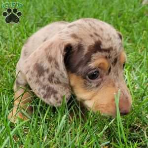 Quinnley, Dachshund Puppy