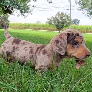 Quinnley, Dachshund Puppy