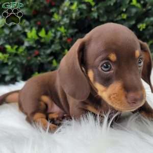 Quentin, Dachshund Puppy