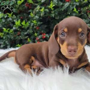 Quentin, Dachshund Puppy