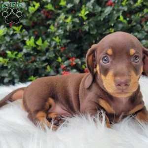 Quentin, Dachshund Puppy