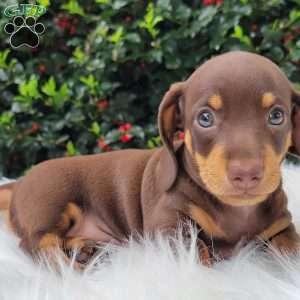 Quentin, Dachshund Puppy