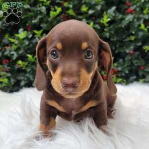 Quentin, Dachshund Puppy