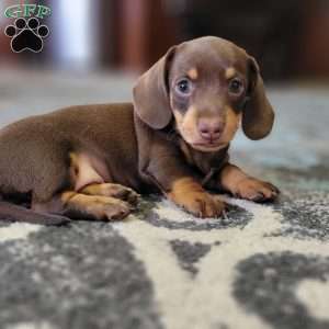Quentin, Dachshund Puppy