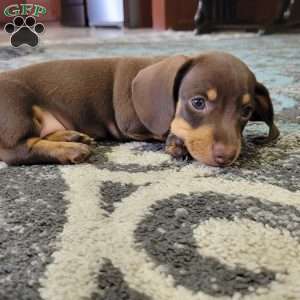 Quentin, Dachshund Puppy