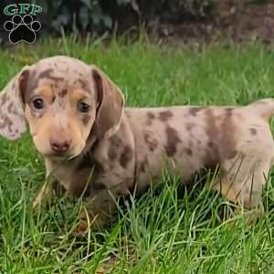 Quinnley, Dachshund Puppy