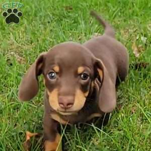 Quentin, Dachshund Puppy