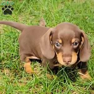 Quentin, Dachshund Puppy