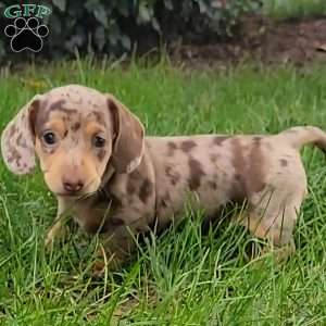 Quinnley, Dachshund Puppy