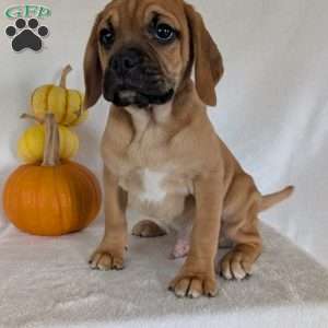 Clipper, Puggle Puppy