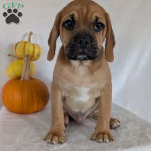 Clipper, Puggle Puppy