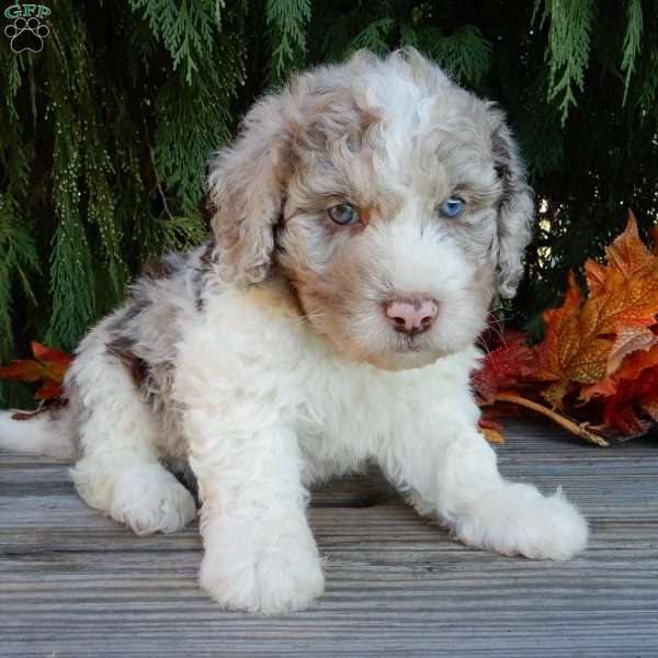 Dallas, Labradoodle Puppy