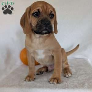 Clipper, Puggle Puppy