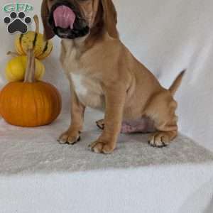 Clipper, Puggle Puppy