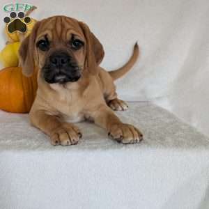Clipper, Puggle Puppy