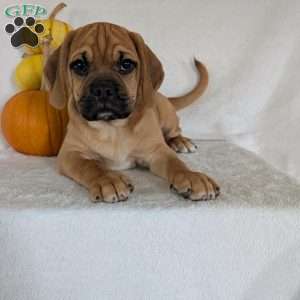 Clipper, Puggle Puppy