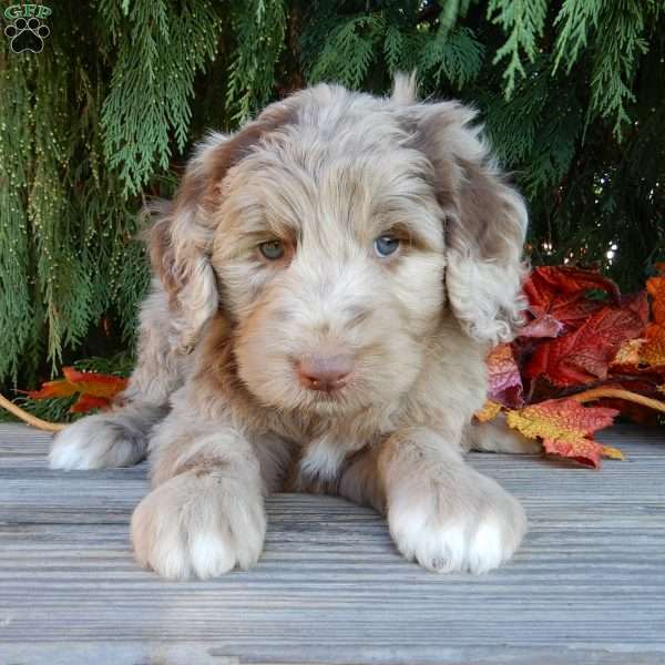 Dixie, Labradoodle Puppy