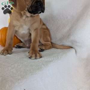 Clipper, Puggle Puppy