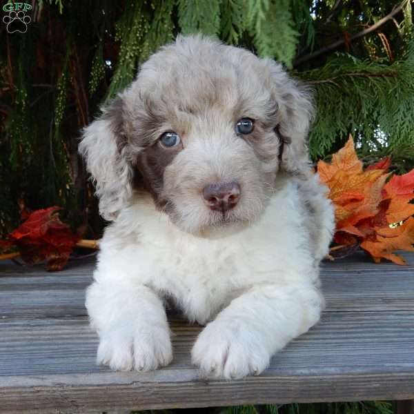 Darla, Labradoodle Puppy