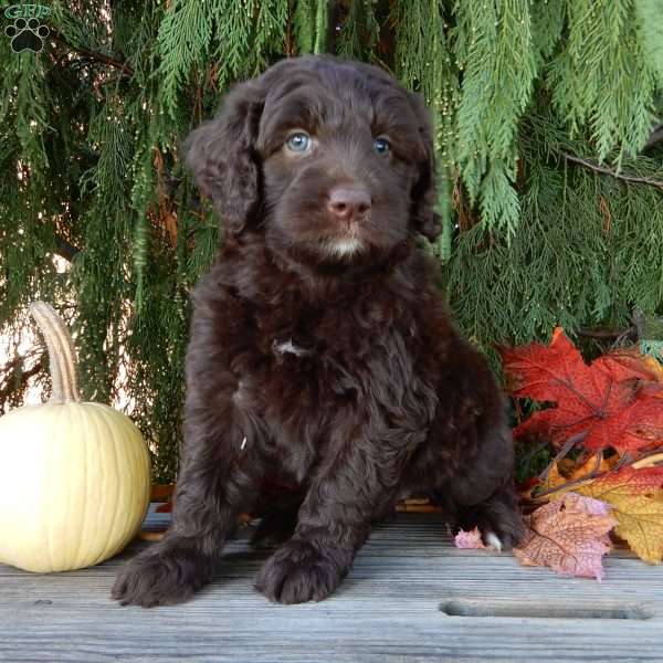 Daisy, Labradoodle Puppy