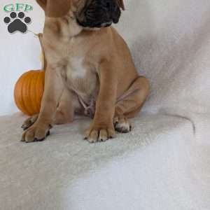 Clipper, Puggle Puppy