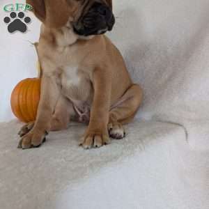 Clipper, Puggle Puppy