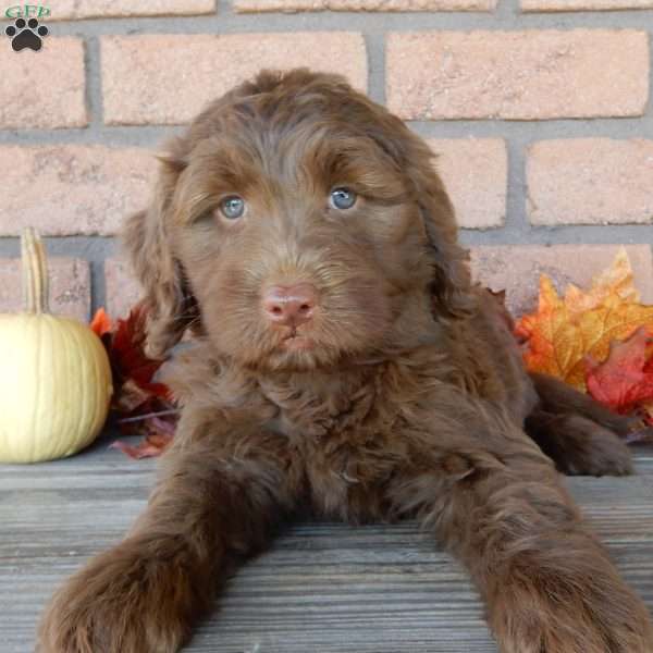 Dora, Labradoodle Puppy