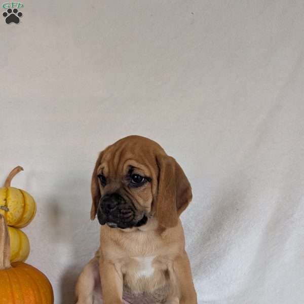 Clipper, Puggle Puppy