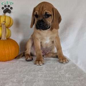 Clipper, Puggle Puppy