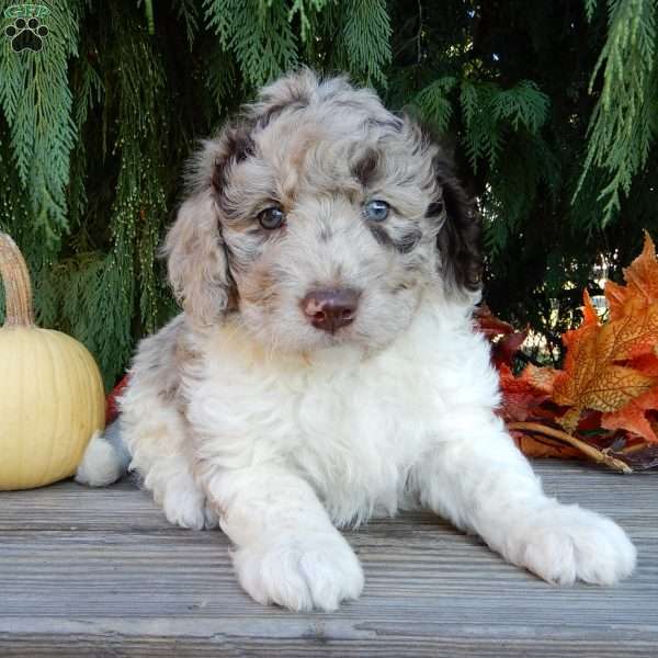 Denver, Labradoodle Puppy