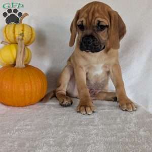 Clipper, Puggle Puppy