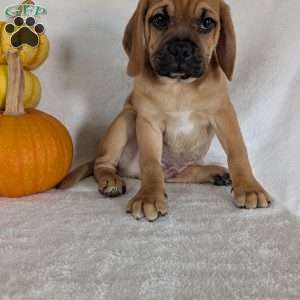 Clipper, Puggle Puppy