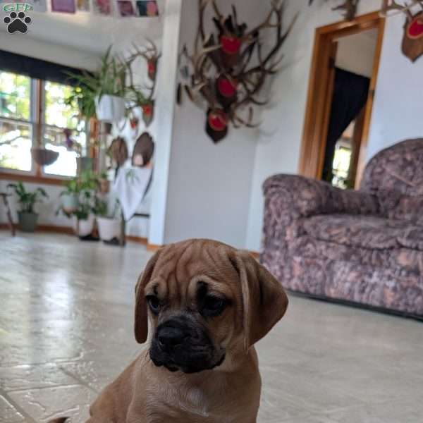 Candi, Puggle Puppy