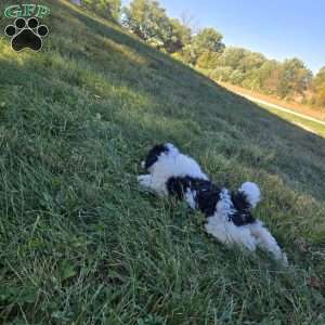 River, Cockapoo Puppy