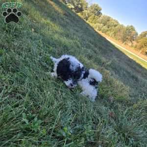 River, Cockapoo Puppy