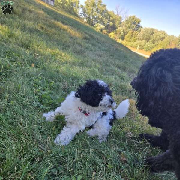 River, Cockapoo Puppy
