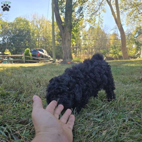 Cooper, Cockapoo Puppy