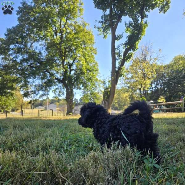 Harper, Cockapoo Puppy