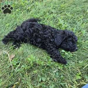 Harper, Cockapoo Puppy