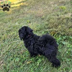Harper, Cockapoo Puppy