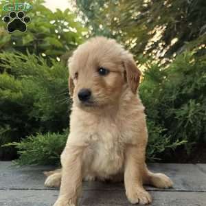 Carrie, Goldendoodle Puppy