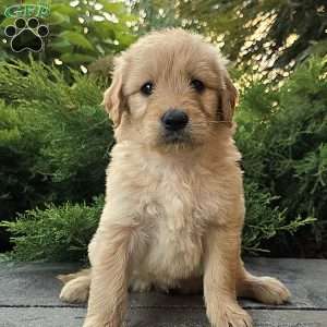 Carrie, Goldendoodle Puppy